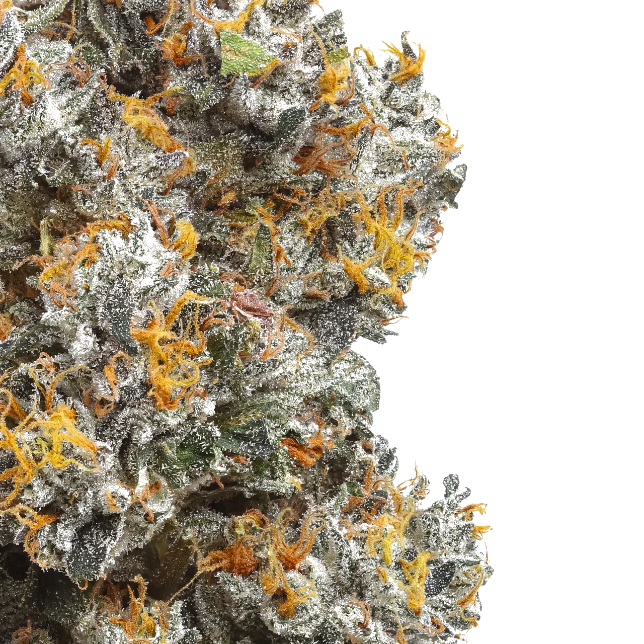 Closeup of frosty cannabis bud with orange hairs on a white background