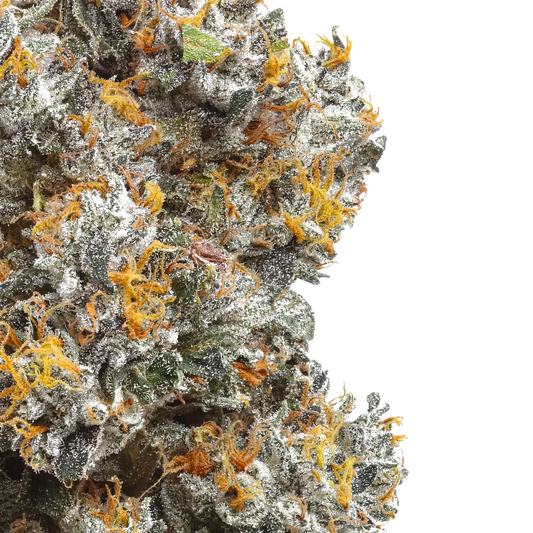Closeup of frosty cannabis bud with orange hairs on a white background