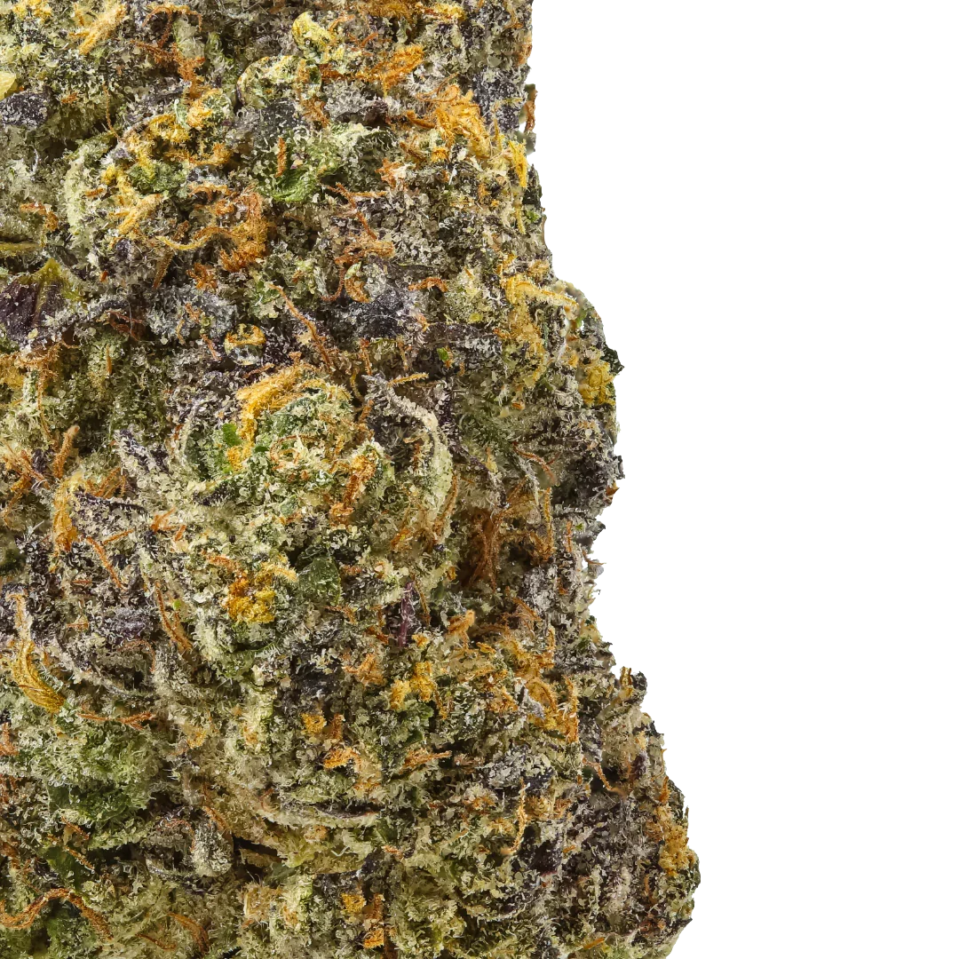Close-up of Bleu Nerdz cannabis bud showing trichomes, orange hairs, and purple hues