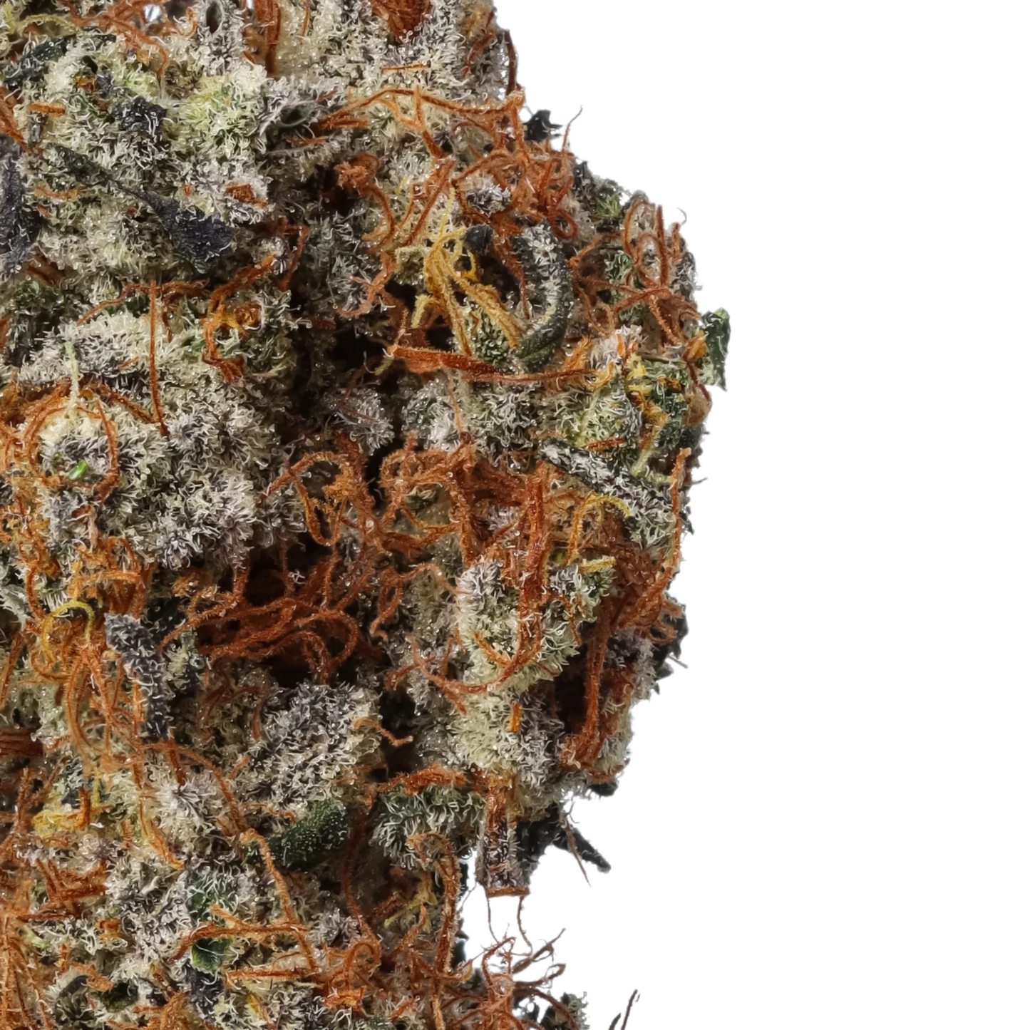 Macro shot of frosty cannabis bud with orange hairs and white trichomes on black background
