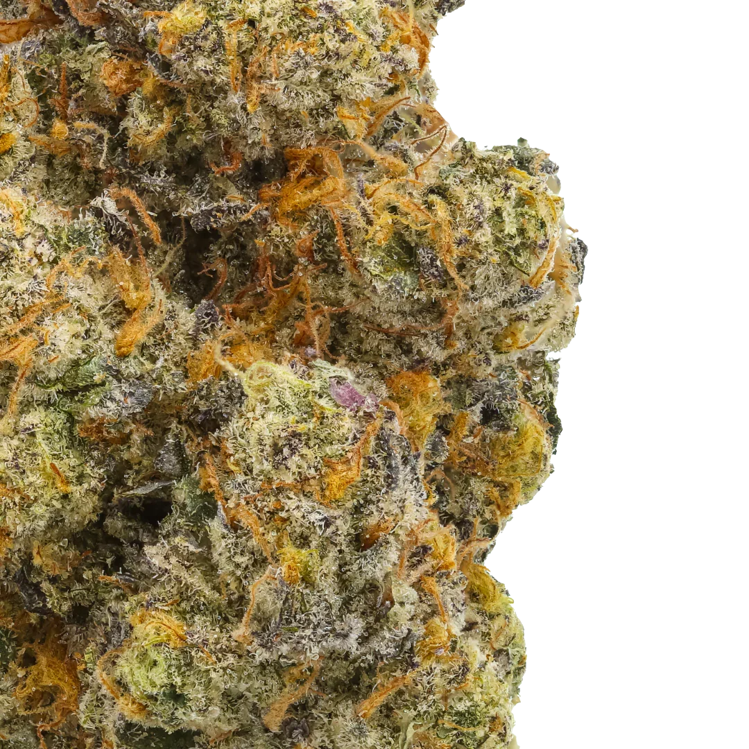 Closeup of trichome-covered Biscottie Wedding cannabis bud with orange and purple hues