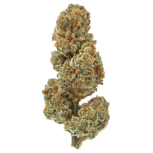 Blueberry Lobster cannabis bud with orange hairs and frosty trichomes on white background