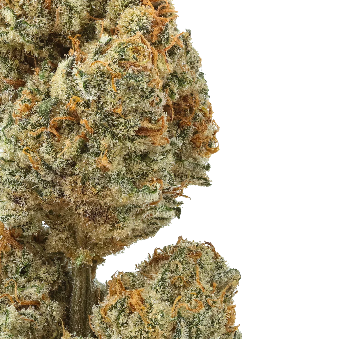 Blueberry Lobster : Small Batch