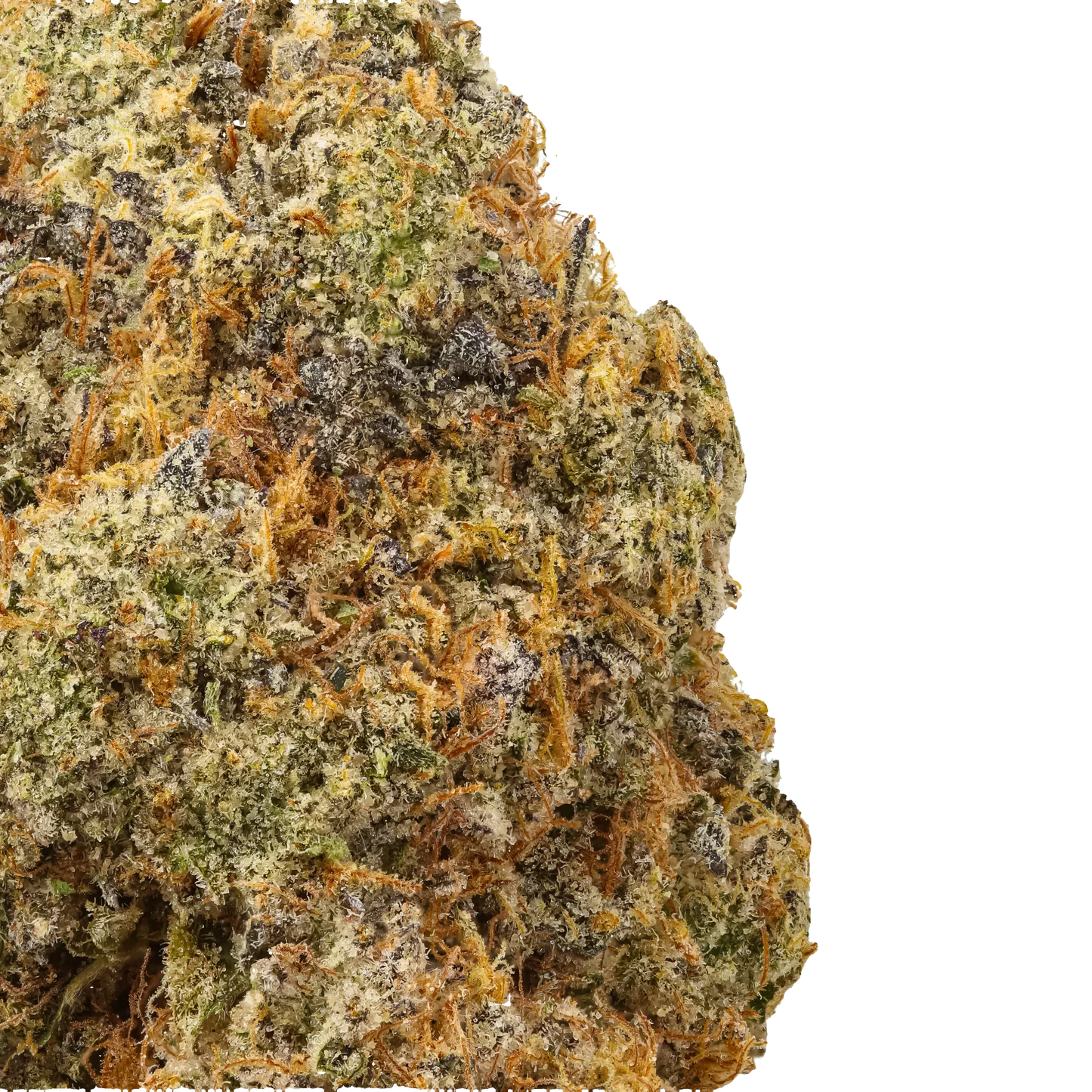 Close-up of frosty cannabis bud with orange hairs and purple hues on black background