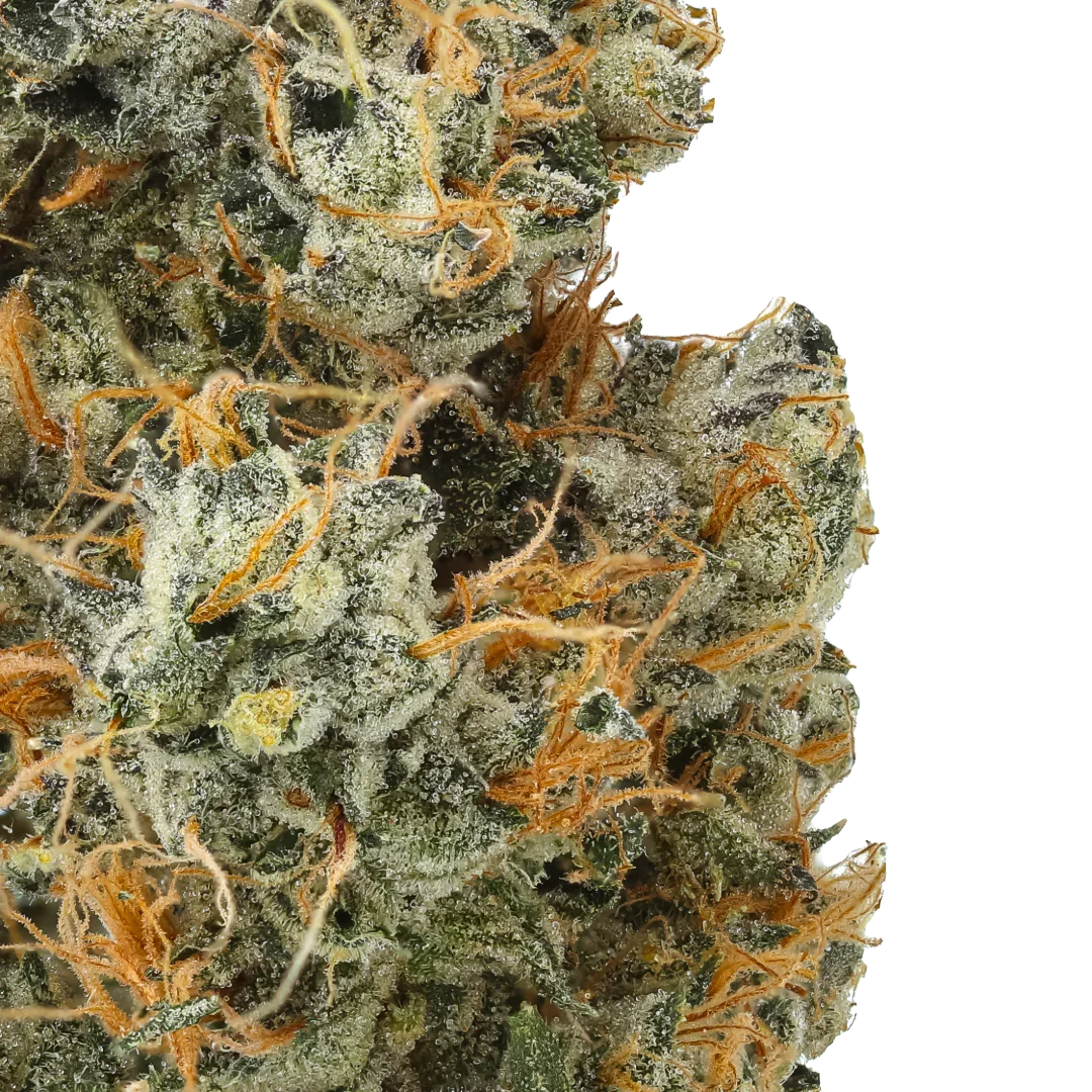 Macro close-up of Bubblegum x Chem cannabis bud with orange hairs and frosty trichomes
