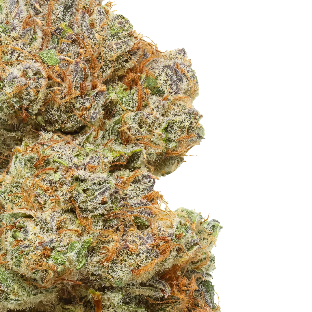 Close-up of Cakeberry Brulee cannabis bud with orange hairs and frosty trichomes