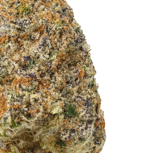 Close-up of frosty Cement Shoes cannabis bud with orange hairs and purple hues on black background