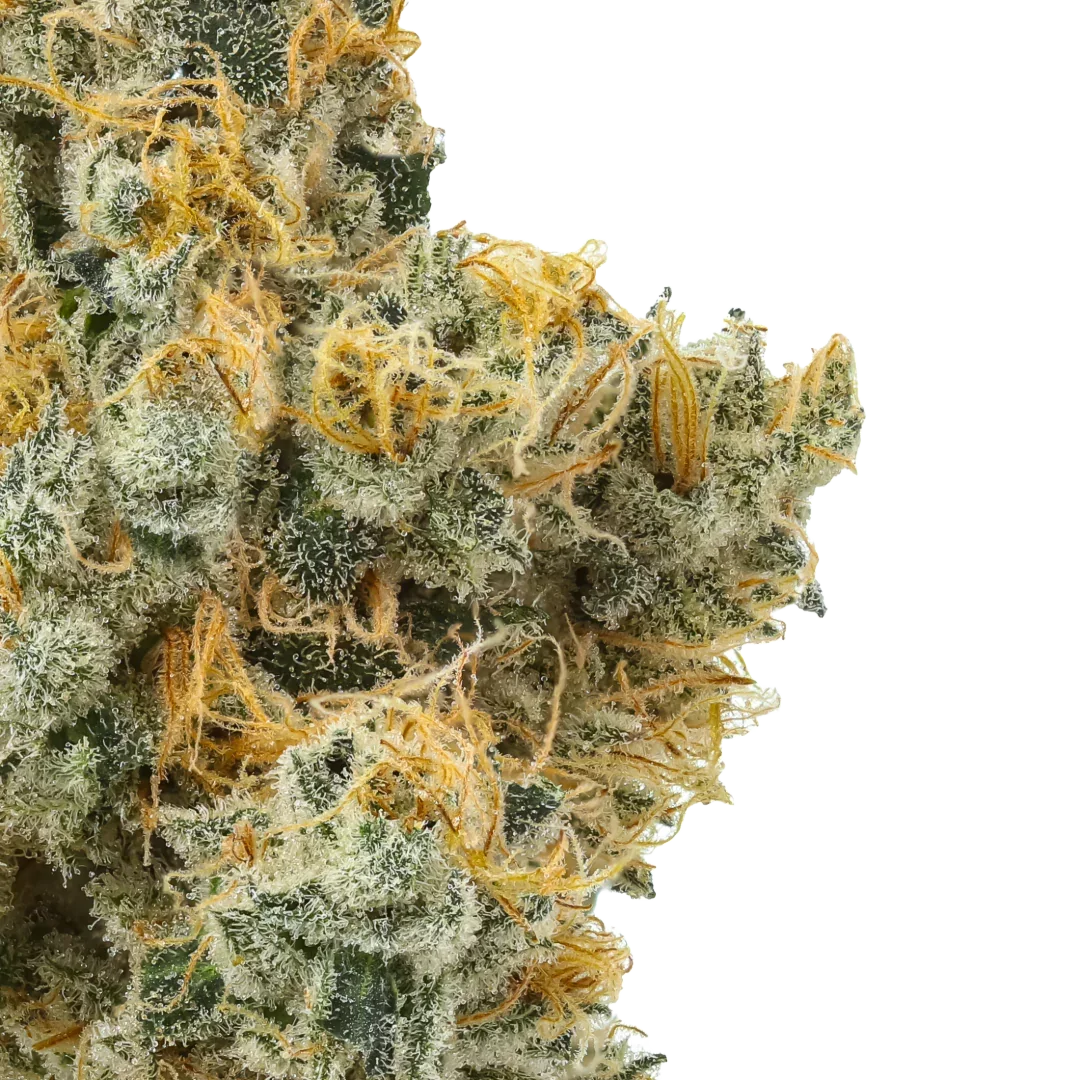 Close-up of frosty cannabis bud with orange hairs and white trichomes on a white background