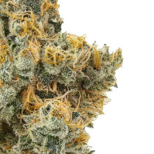Close-up of frosty cannabis bud with orange hairs and white trichomes on a white background