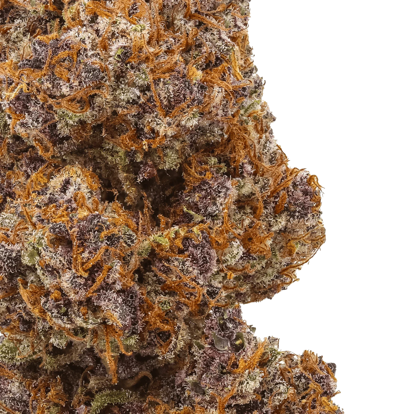Close-up of colorful cannabis bud with purple hues and orange hairs on green background