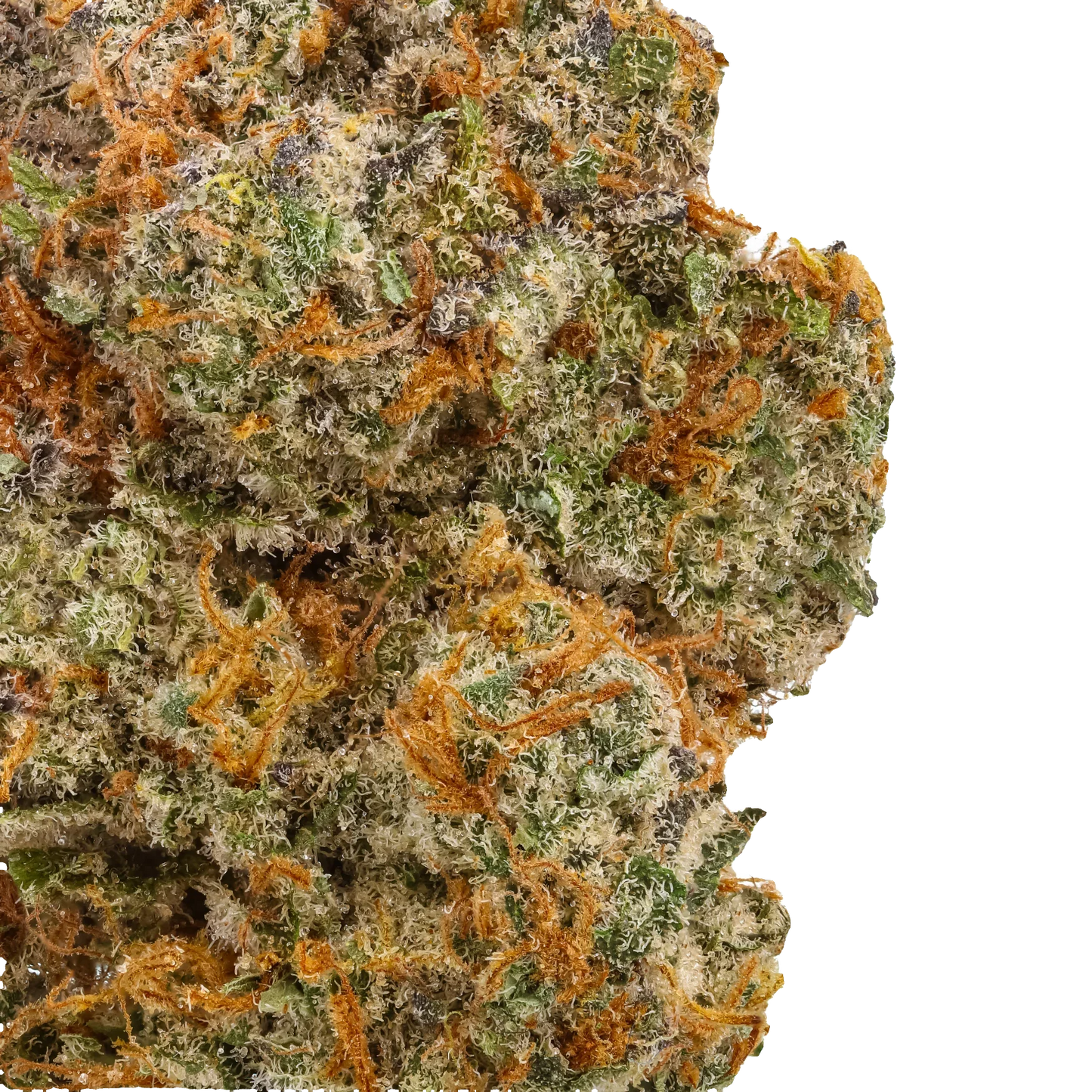 Dulce Fresca cannabis flower macro shot with vivid green, orange hairs, and trichomes