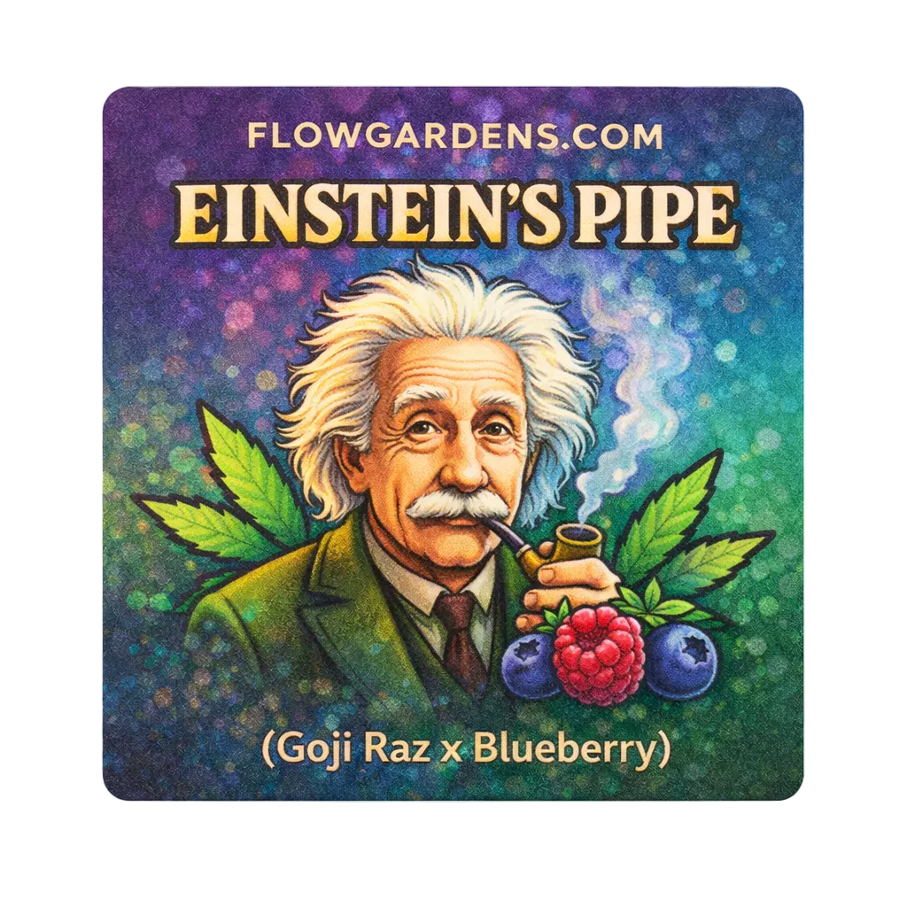 Einstein's Pipe: Small Batch