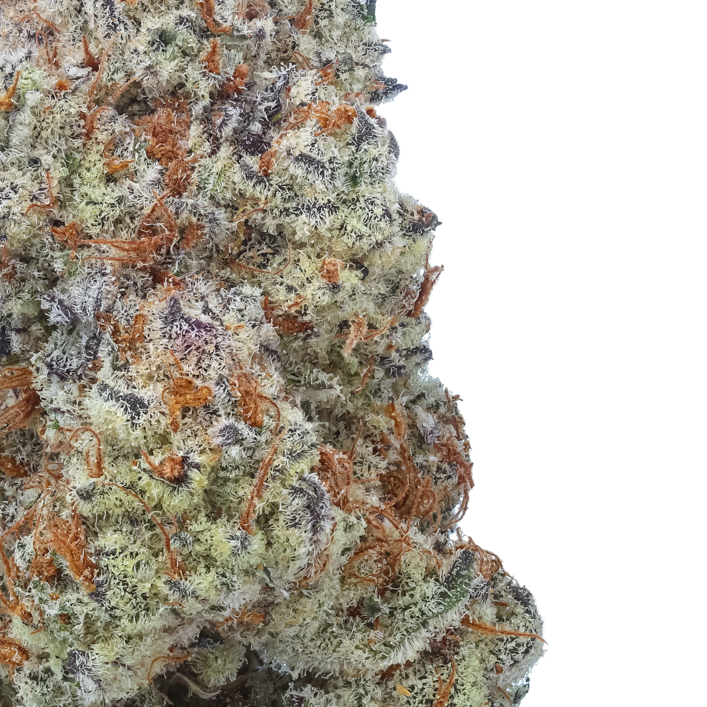 Plasma Fruit