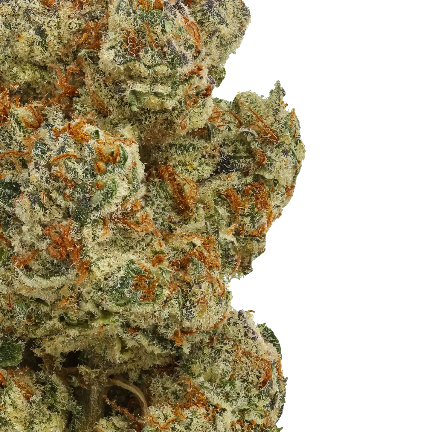 Close-up of frosty cannabis bud with orange hairs and green trichomes on black background