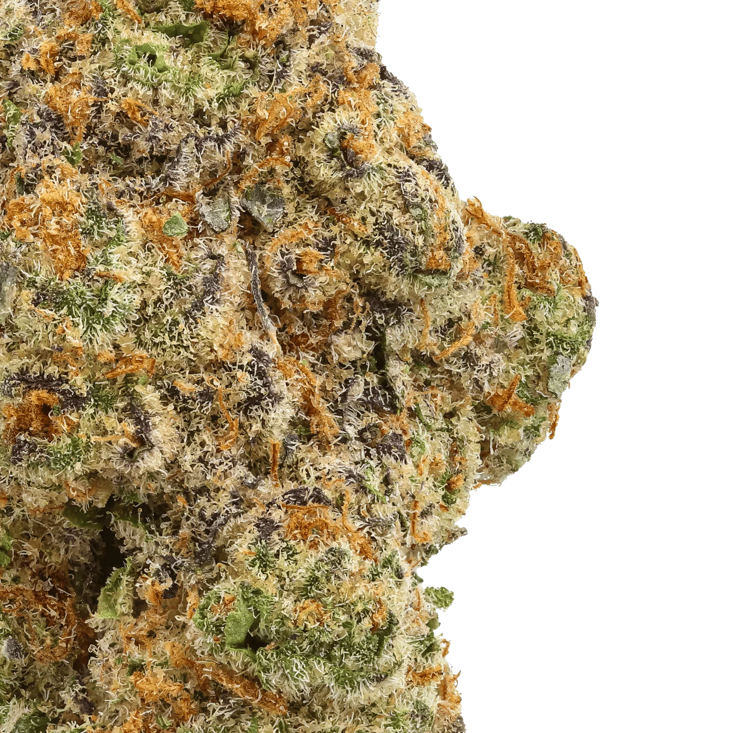 Close-up of Glitter Bomb cannabis bud with trichomes, orange hairs, and green leaves