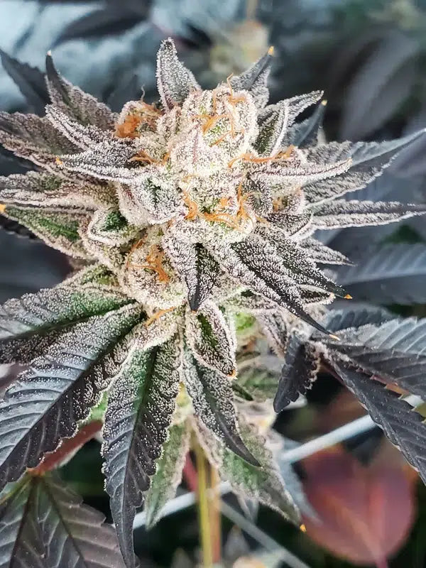 Type 1 Clones — Grape Tootsie #6