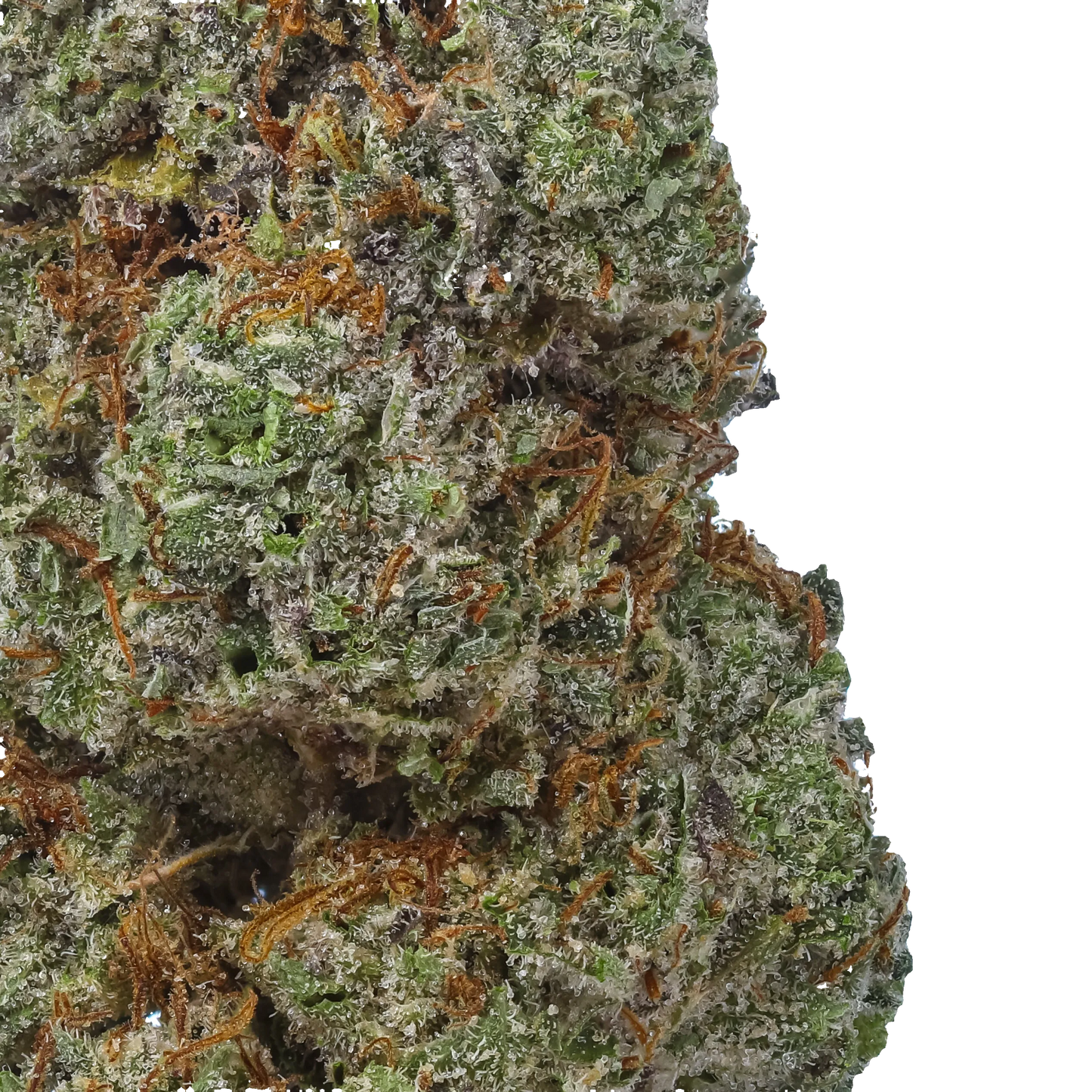 Grease Monkey