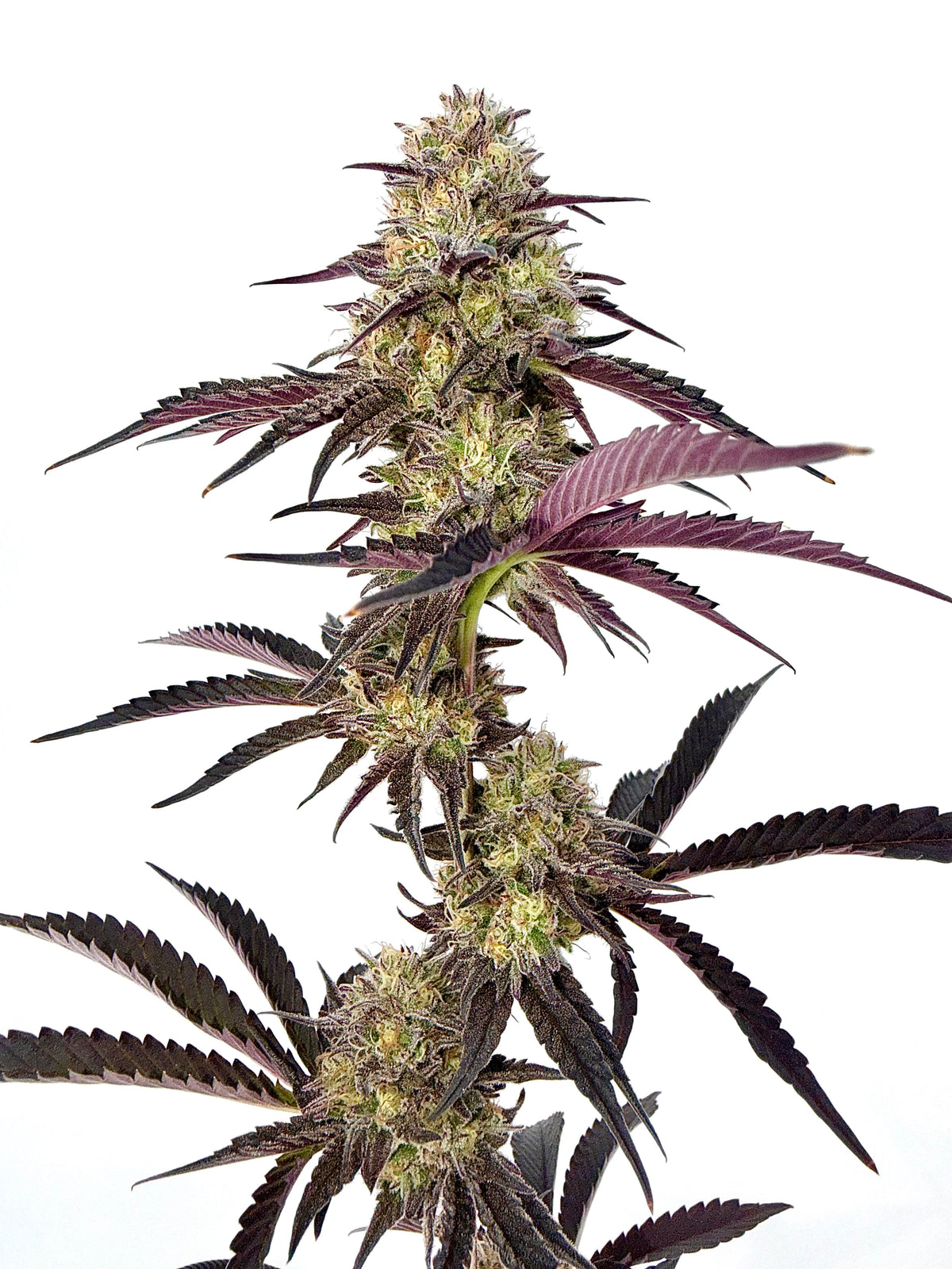 Bulk Feminized CBD Seeds