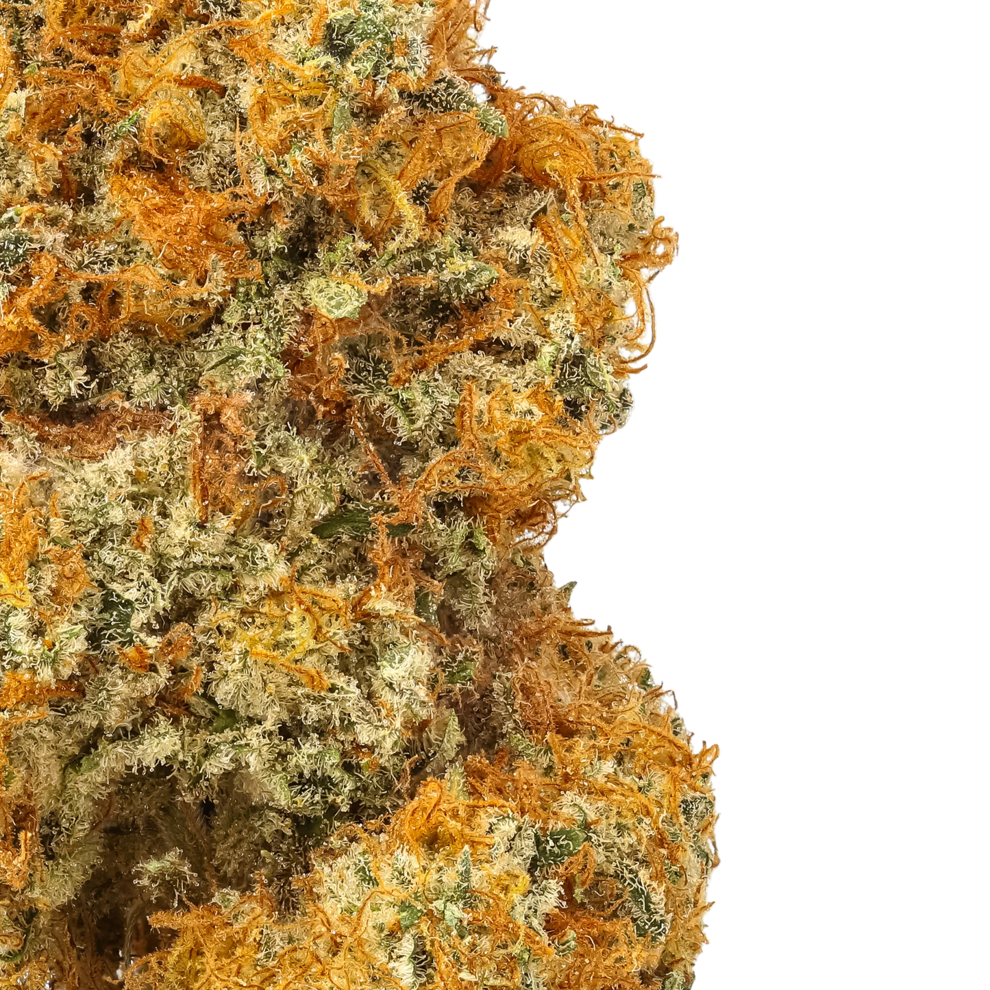 Jack Herer