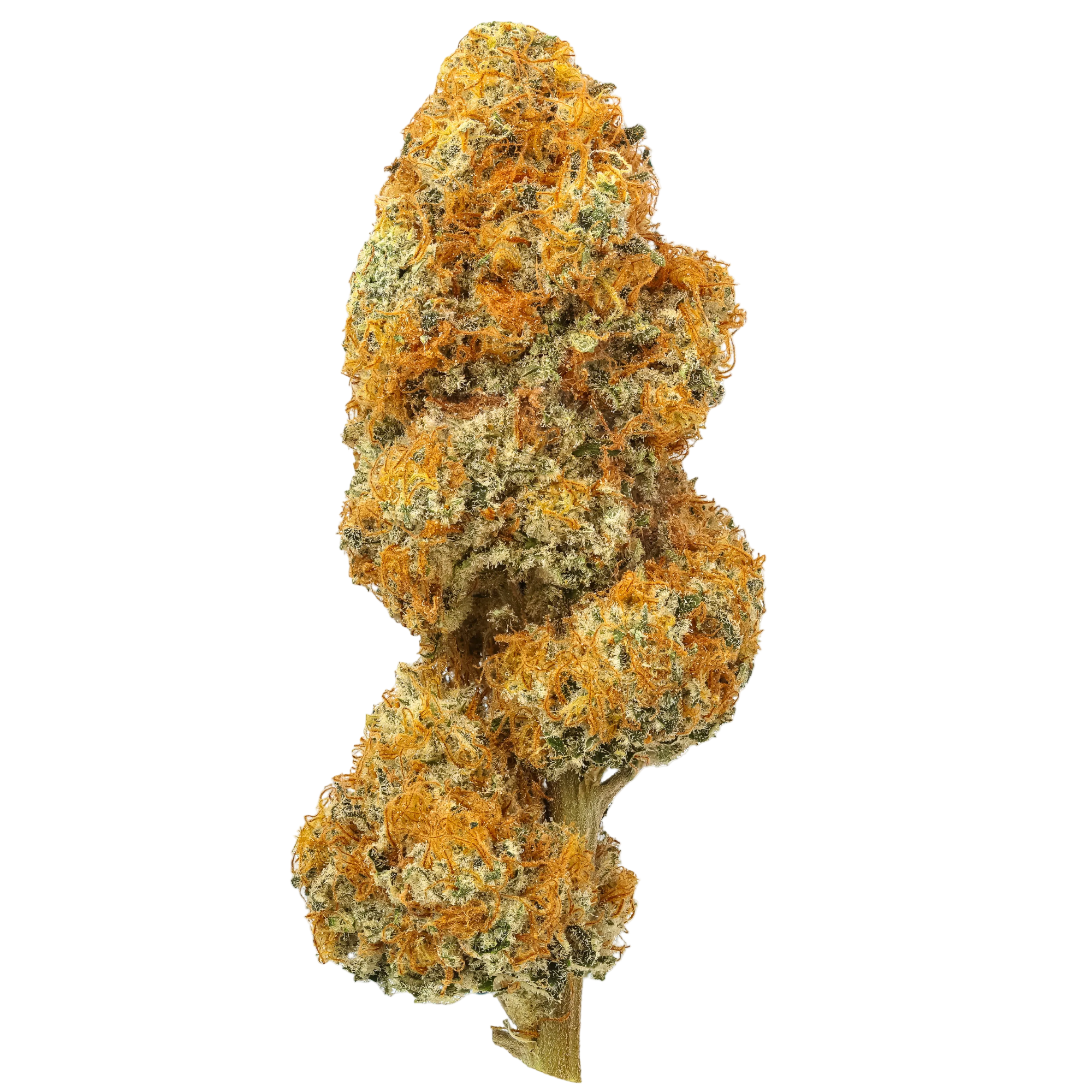 Jack Herer | Flow Gardens