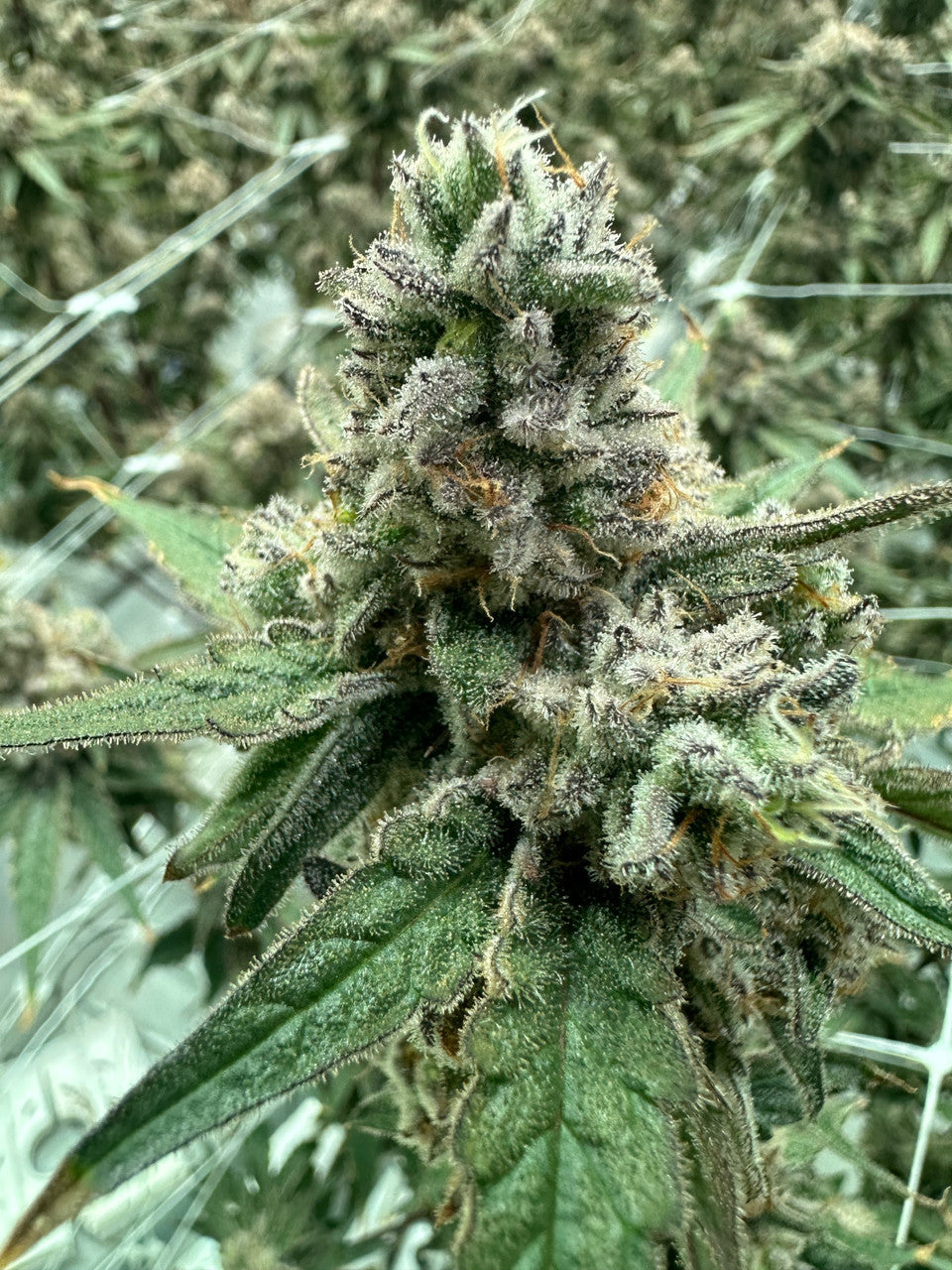 Johnny Meringue (Blue Meringue x Point Break)