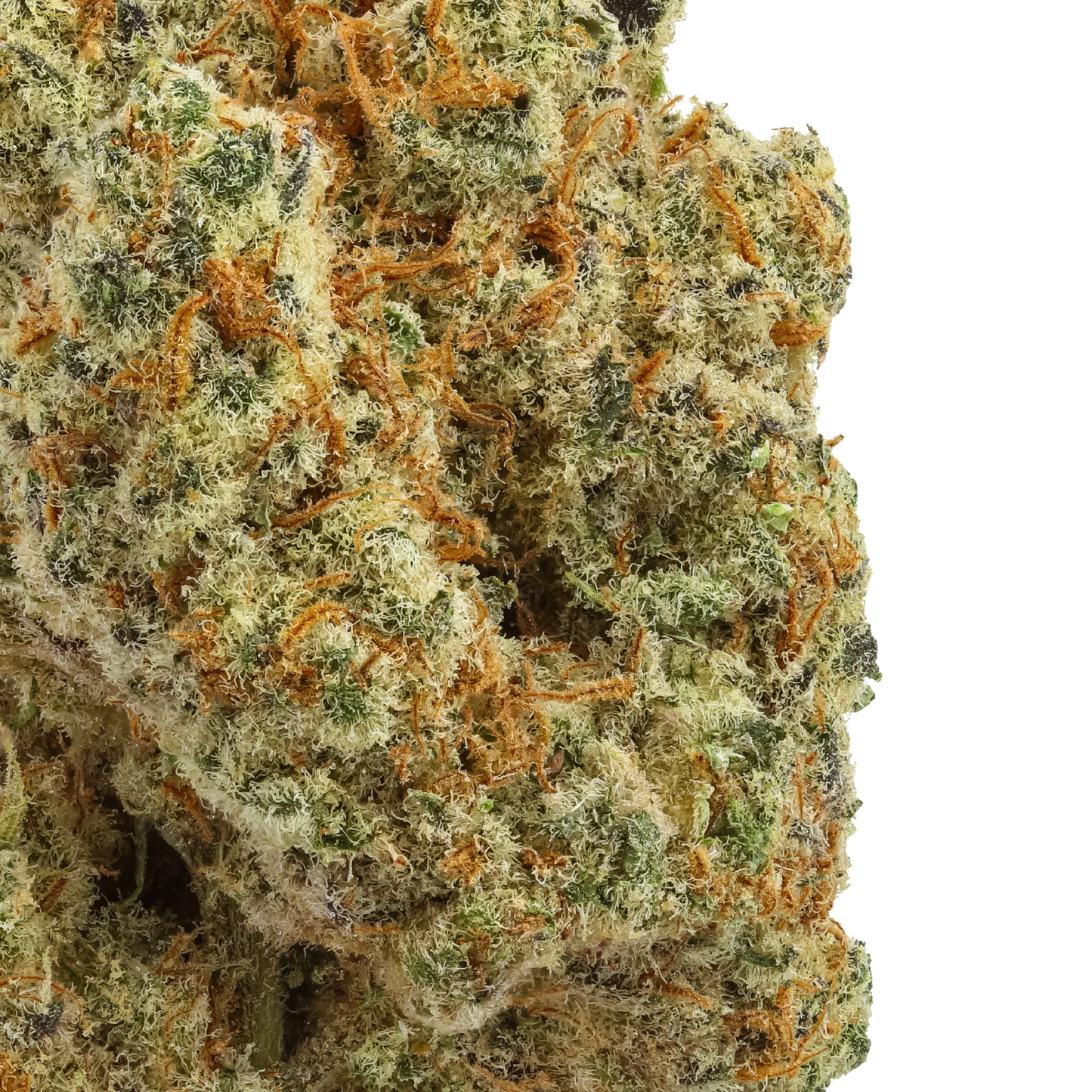 Lemon Biscuit cannabis bud close-up with orange hairs and frosty trichomes on black background