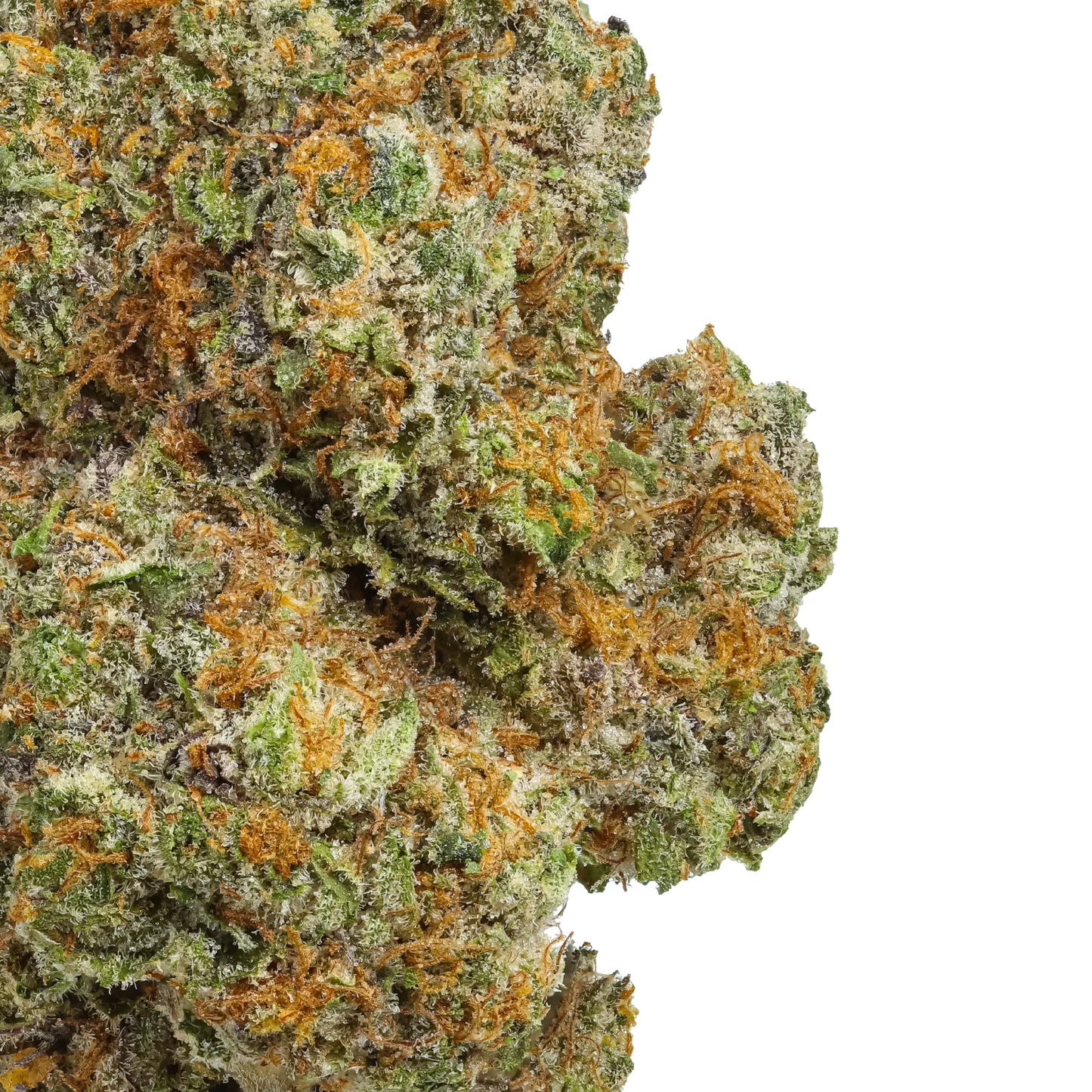 Close-up of Lemon Cherry Gelato cannabis bud with frosty trichomes and orange hairs