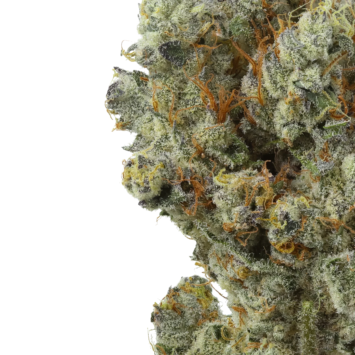 Close-up of frosty Lemon Cherry Sherb cannabis bud with orange hairs on black background