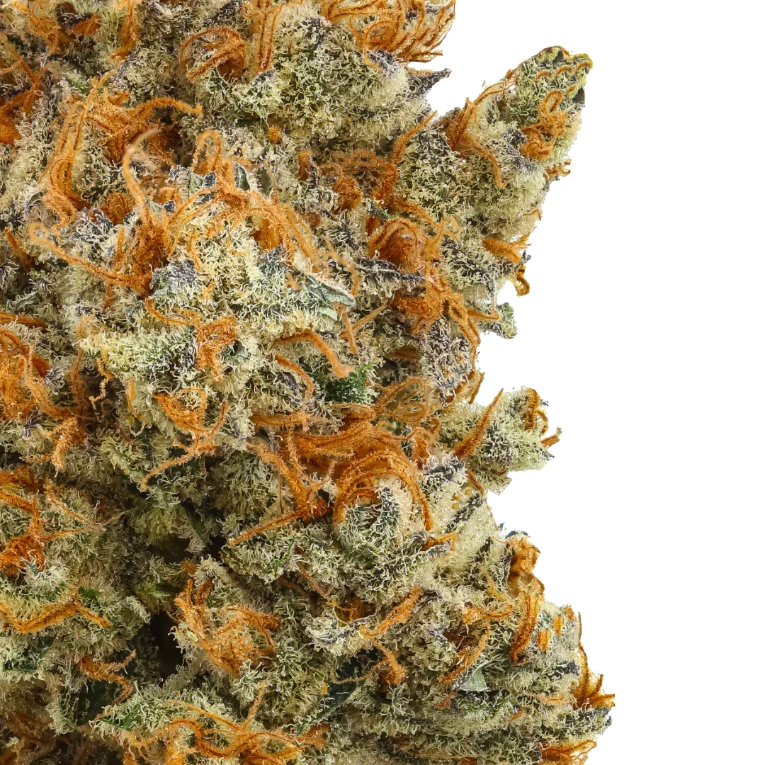 Close-up of dense cannabis bud with orange hairs and frosty trichomes on a white background.
