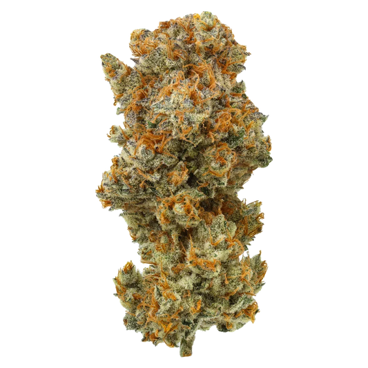 Close-up of Lion Strength cannabis bud with orange hairs and frosty trichomes