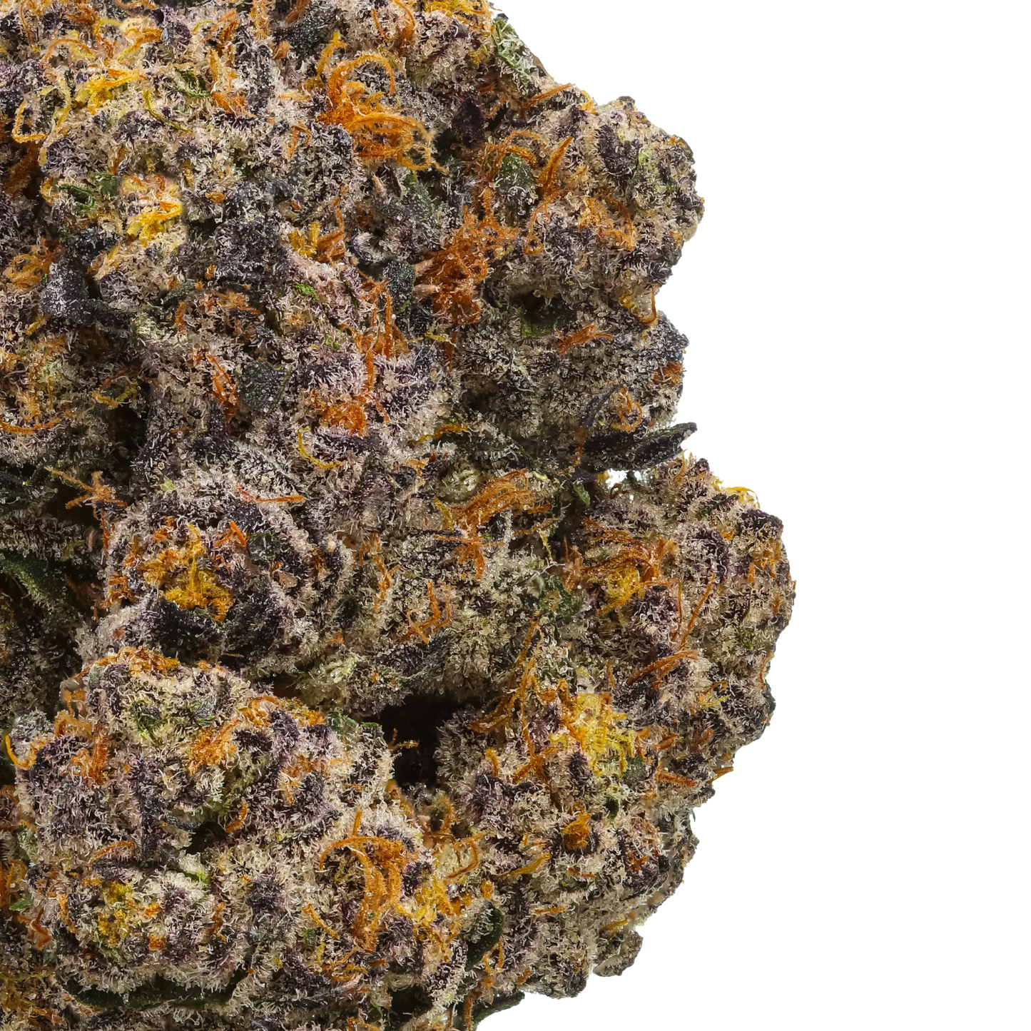 Close-up of colorful cannabis bud with purple, orange, and green trichomes