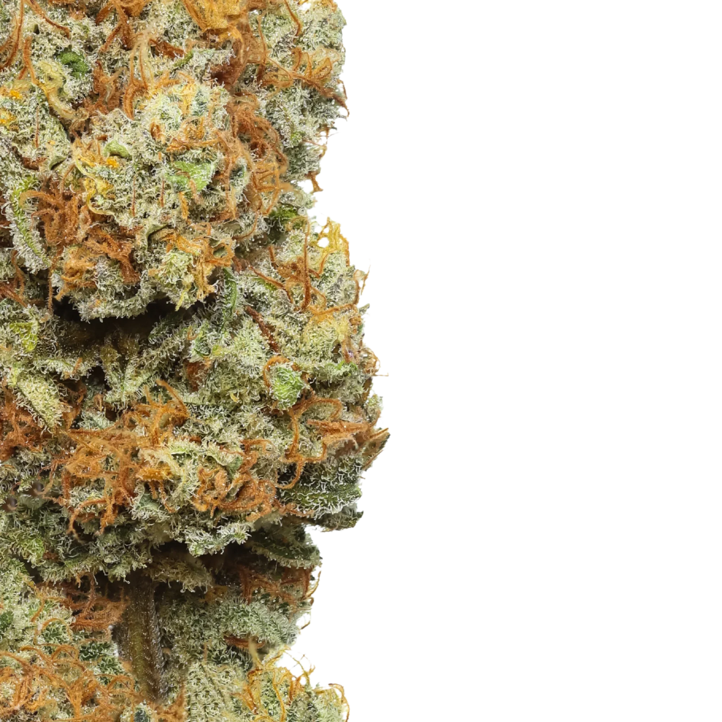 Close-up of frosty mango cannabis bud with orange hairs on black background