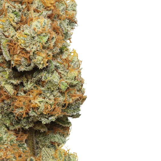 Close-up of frosty mango cannabis bud with orange hairs on black background