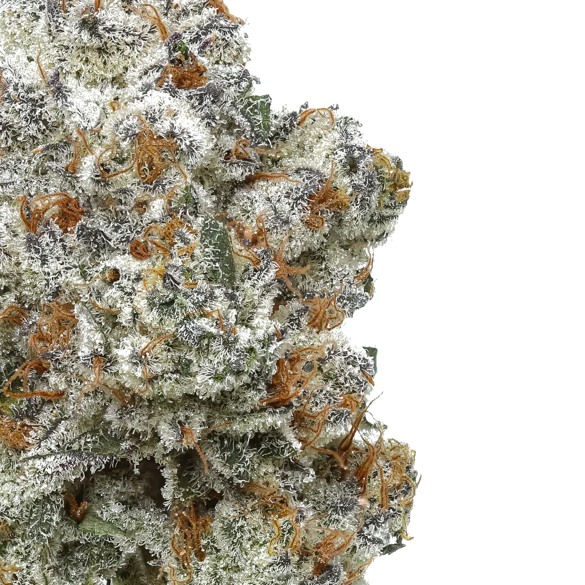 Close-up of frosty, trichome-covered cannabis bud with orange hairs on white background