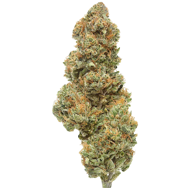 Close-up of dense cannabis bud with green and orange trichomes on black background