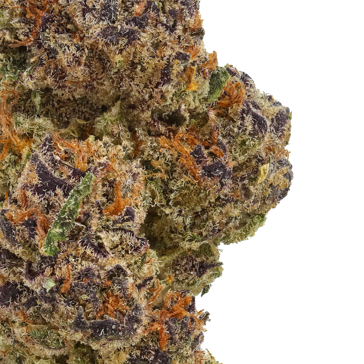 Close-up of dense Orange Cookies cannabis bud with purple, green, and orange hairs