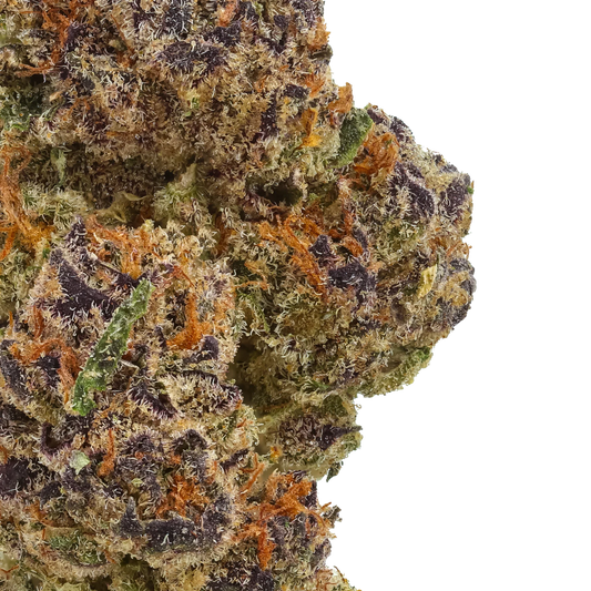 Close-up of dense Orange Cookies cannabis bud with purple, green, and orange hairs