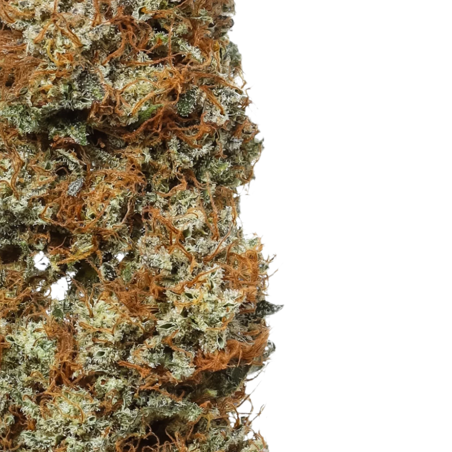 Close-up of Orange Glaze cannabis bud with orange hairs and frosty trichomes on black background.