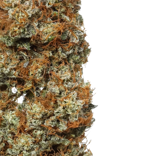 Close-up of Orange Glaze cannabis bud with orange hairs and frosty trichomes on black background.