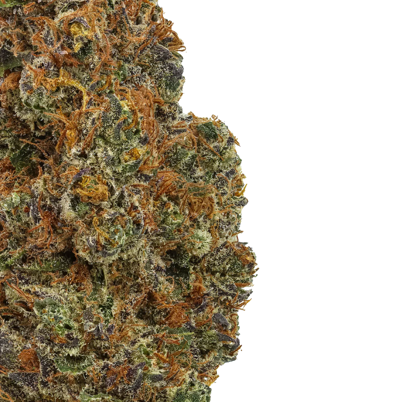 Close-up of Panama Red cannabis bud with vibrant orange hairs and frosty trichomes