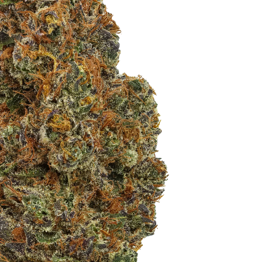 Close-up of Panama Red cannabis bud with vibrant orange hairs and frosty trichomes