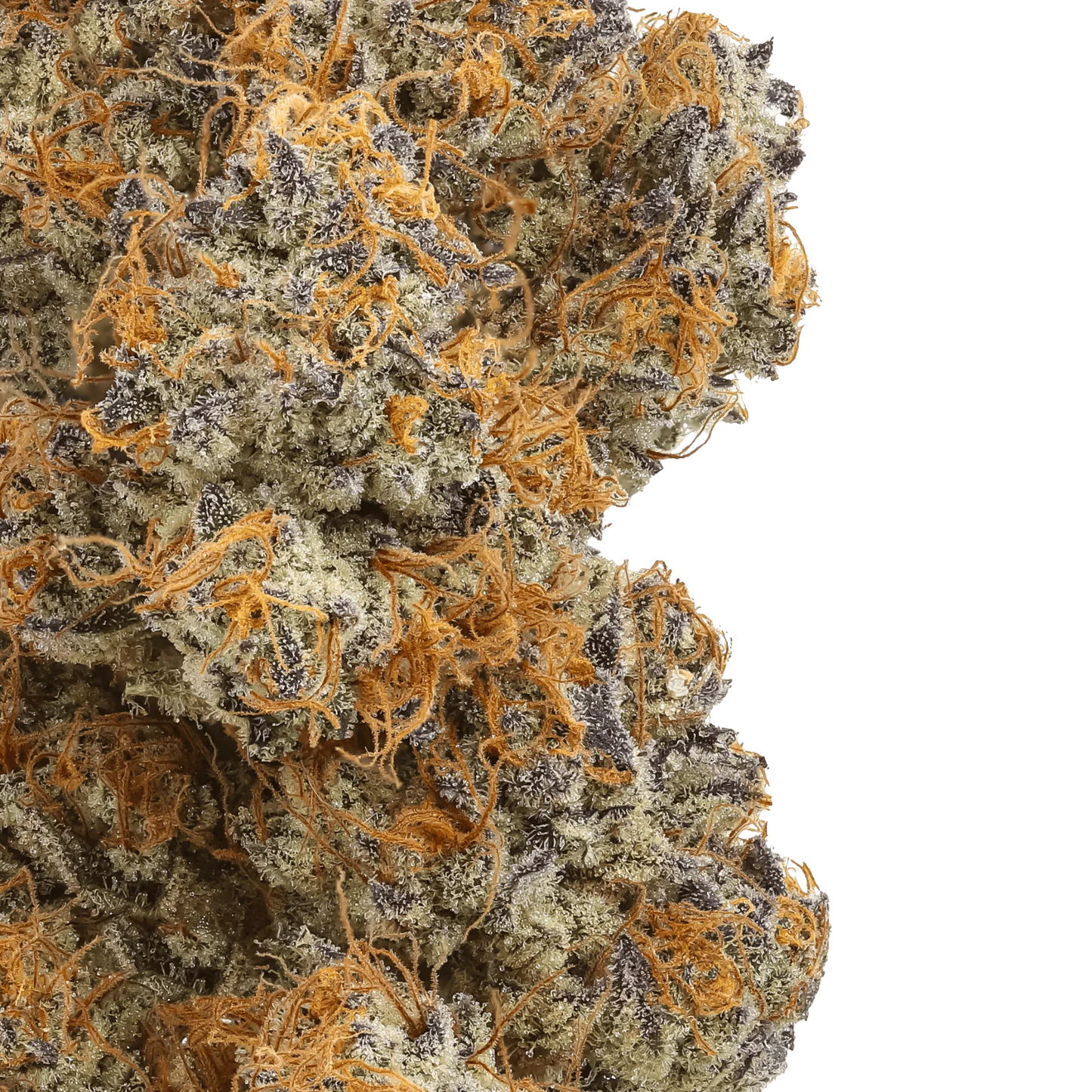 Close-up of frosty cannabis bud with orange hairs and purple highlights on green background