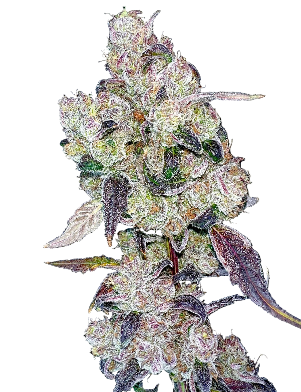 Close-up of a cannabis plant with dark background