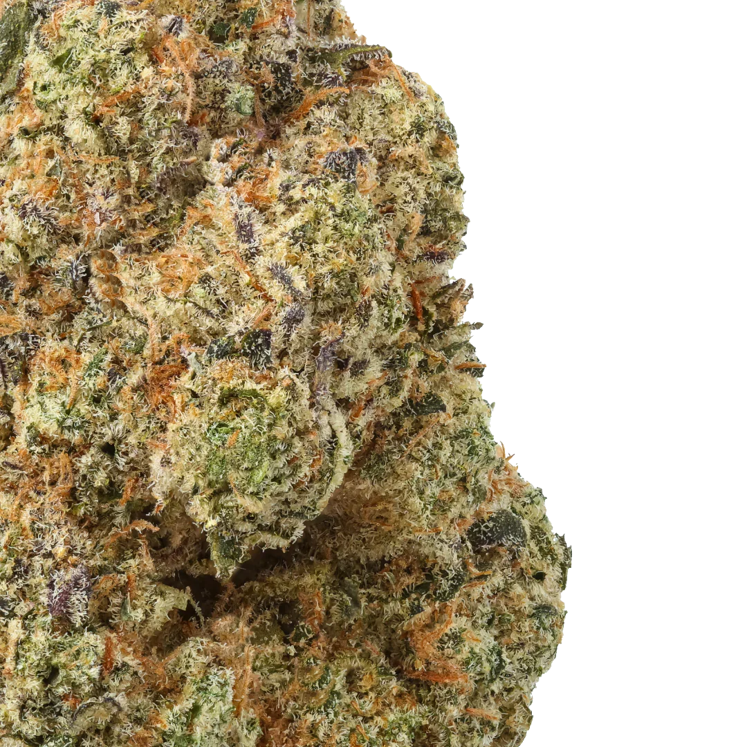 Close-up of cannabis bud with green, orange, and purple trichomes on black background
