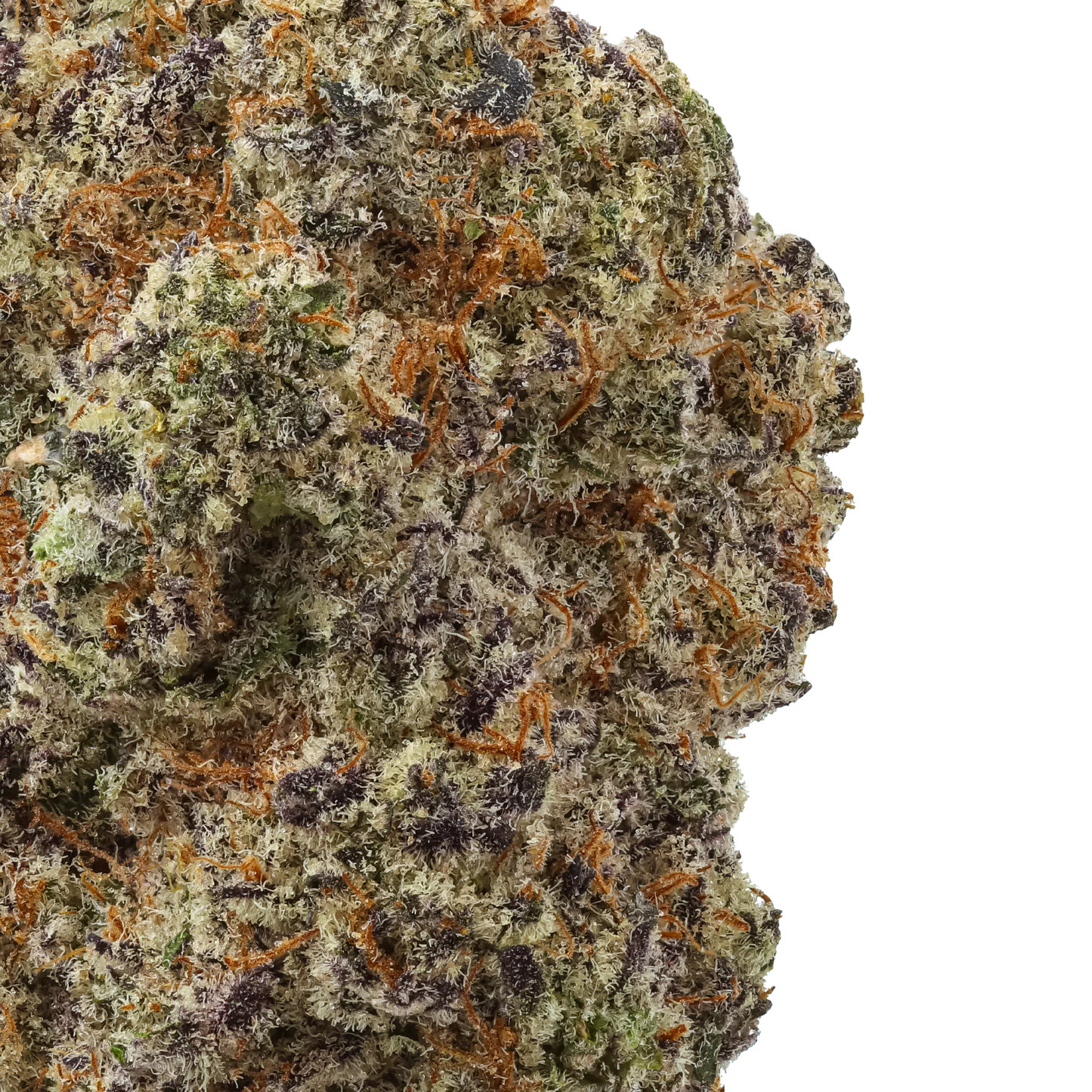 Close-up of Pink Lemonade cannabis bud with trichomes, purple hues, and orange hairs
