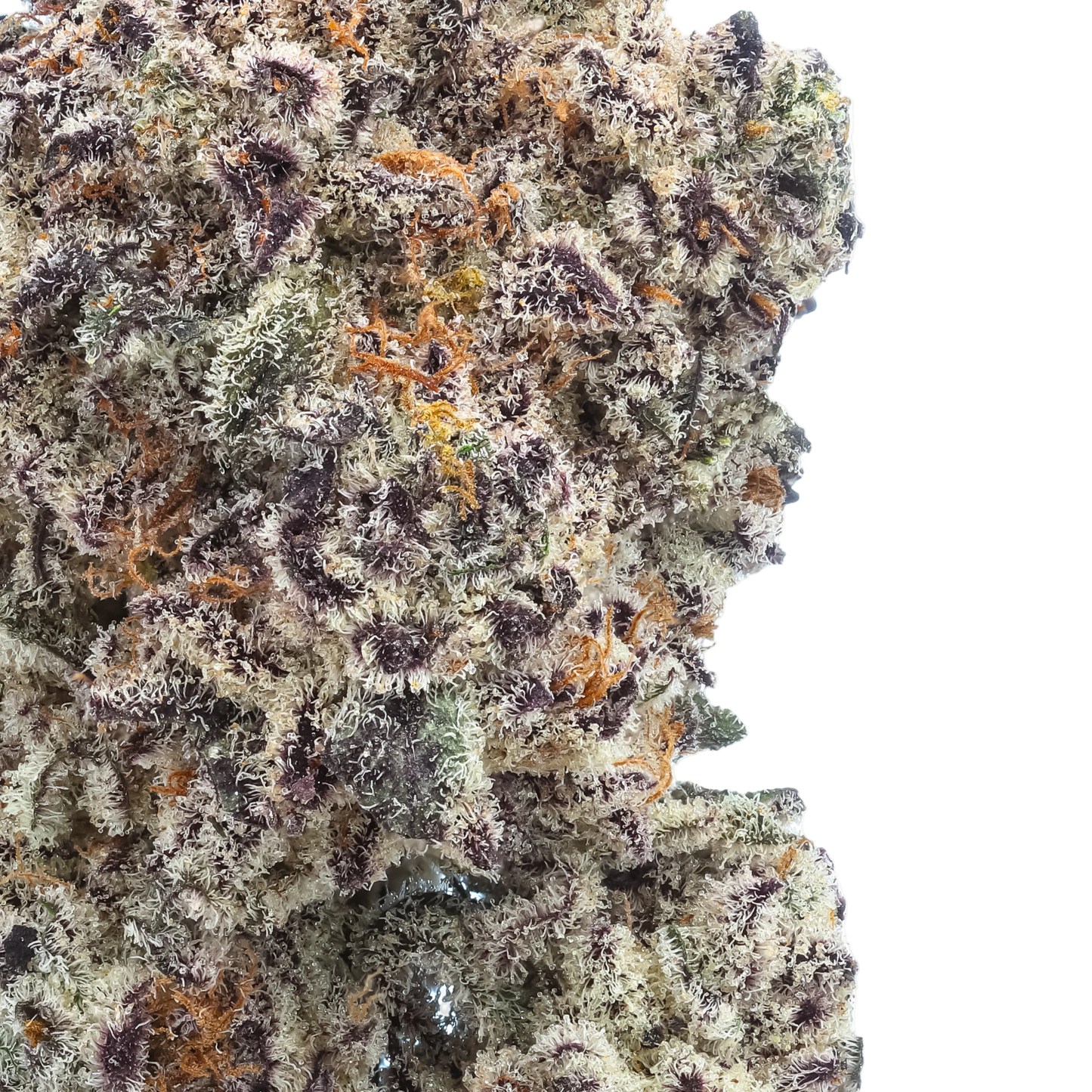 Pink Piña