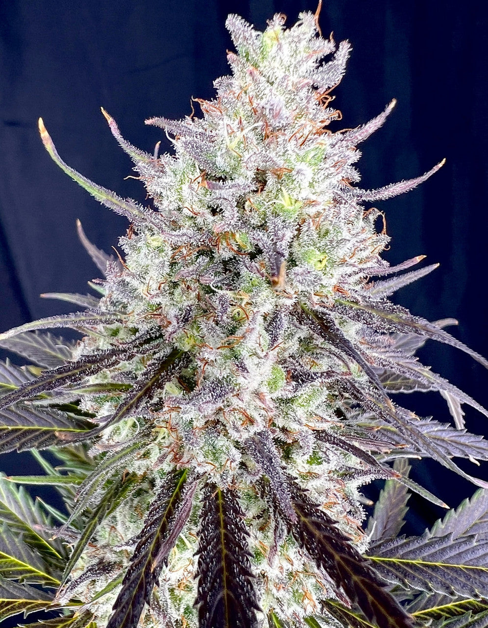 Dancing Queen (Purple Haze x Abacus)