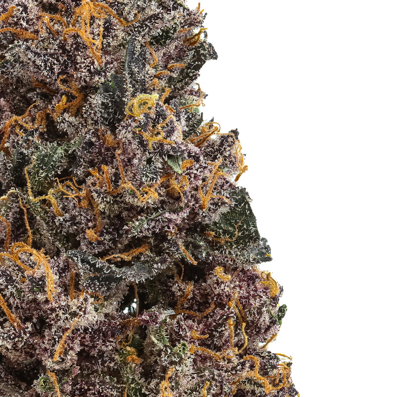 Rainbow Rose : Small Batch