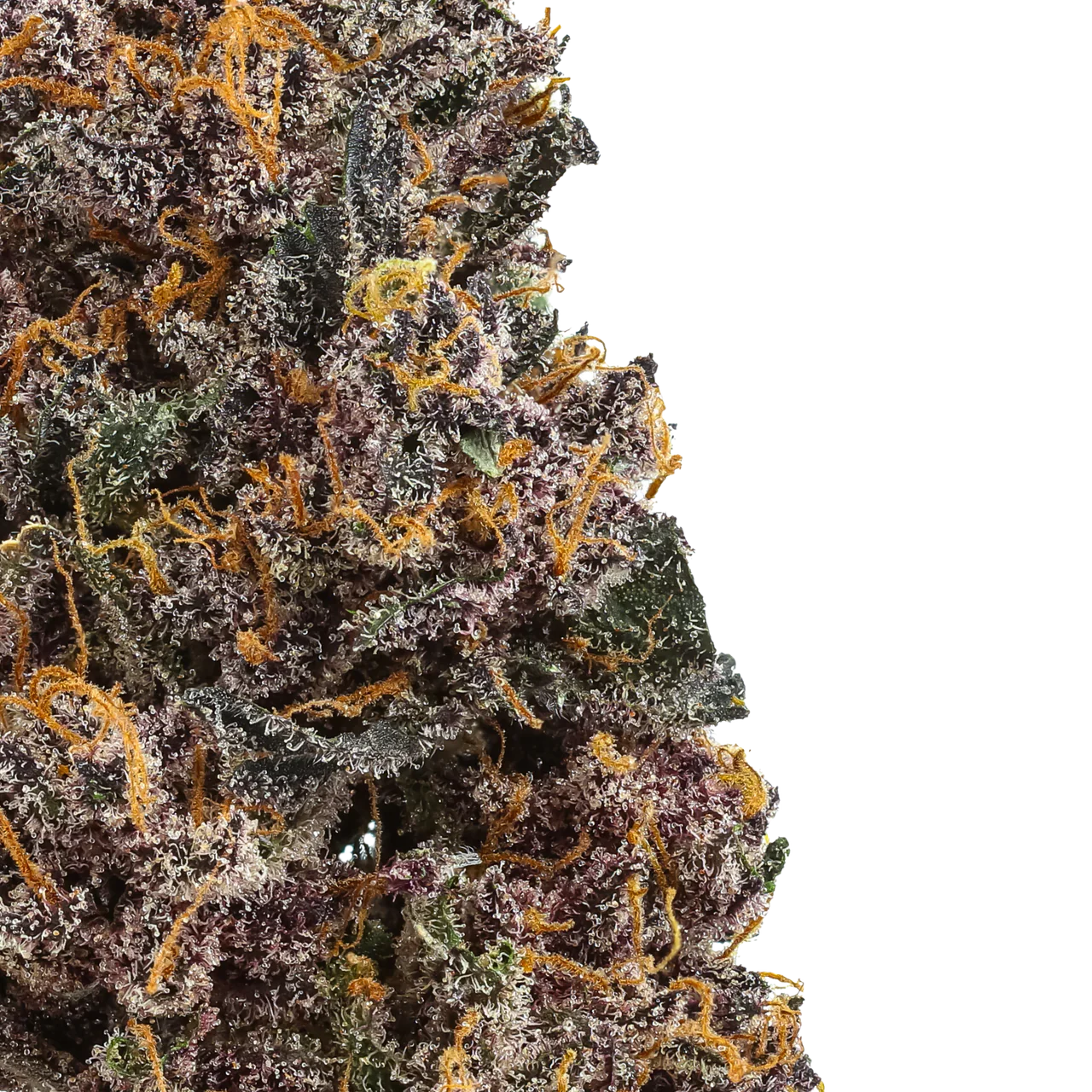 Close-up of Rainbow Rose cannabis bud with purple hues, orange hairs, and frosty trichomes