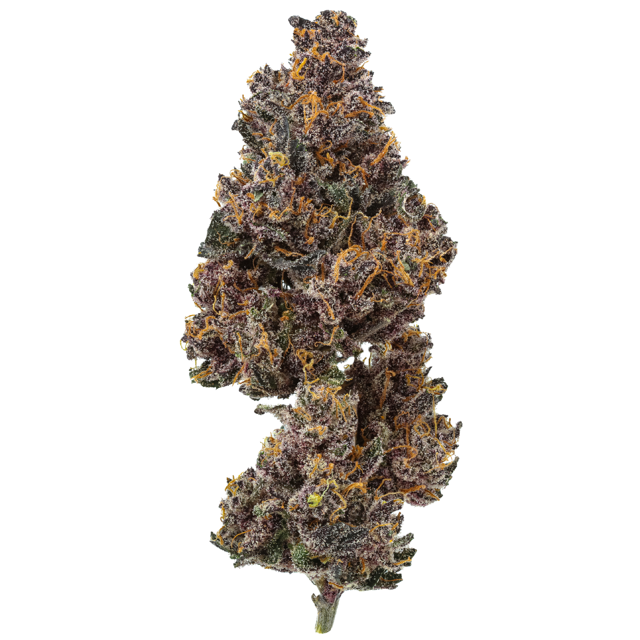 Rainbow Rose : Small Batch
